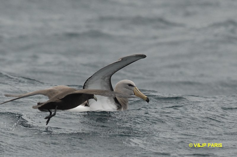 Thalassarche eremita