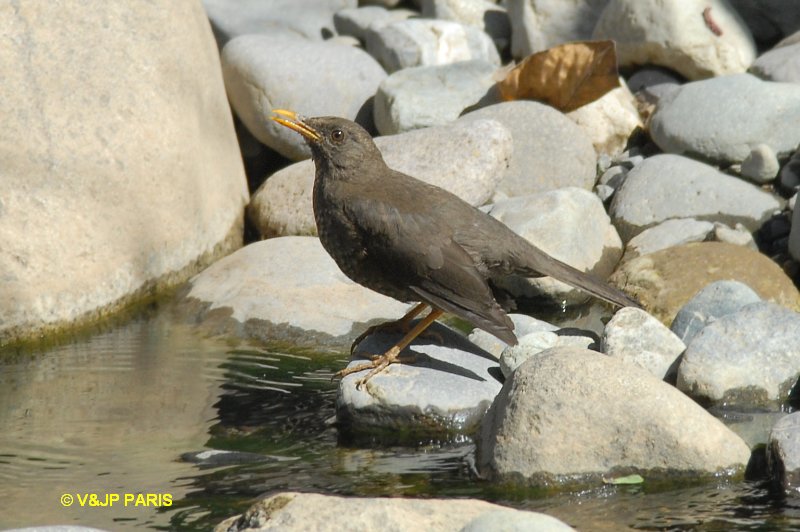 Turdus chiguanco