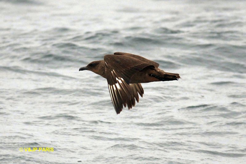 Stercorarius chilensis