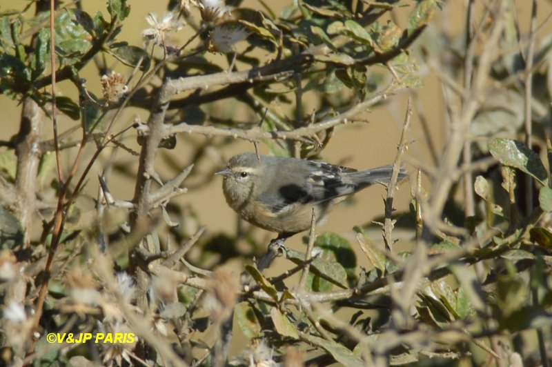 Conirostrum cinereum