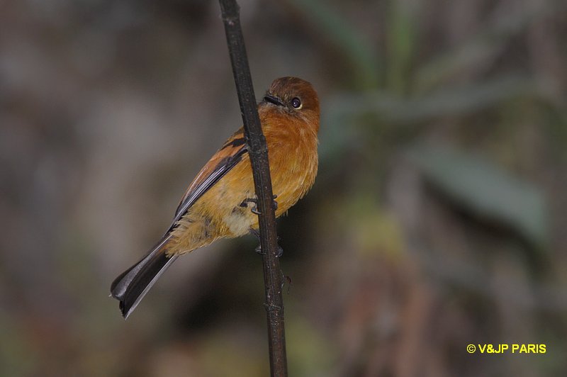 Pyrrhomyias cinnamomeus