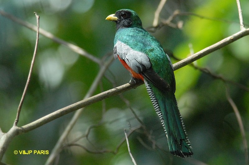 Trogon collaris