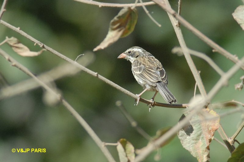 Poospiza hispaniolensis