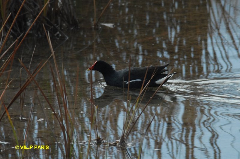 Gallinula chloropus