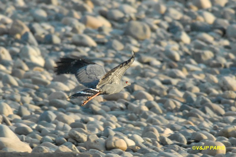 Geranospiza caerulescens