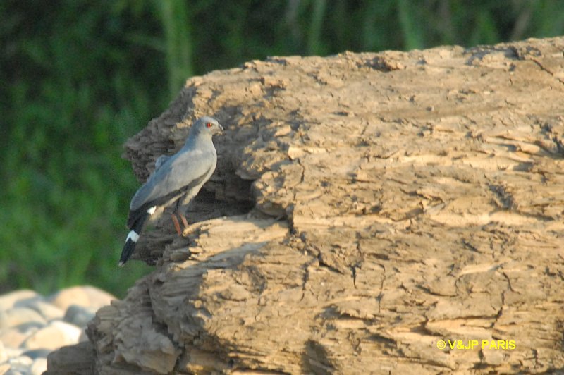 Geranospiza caerulescens