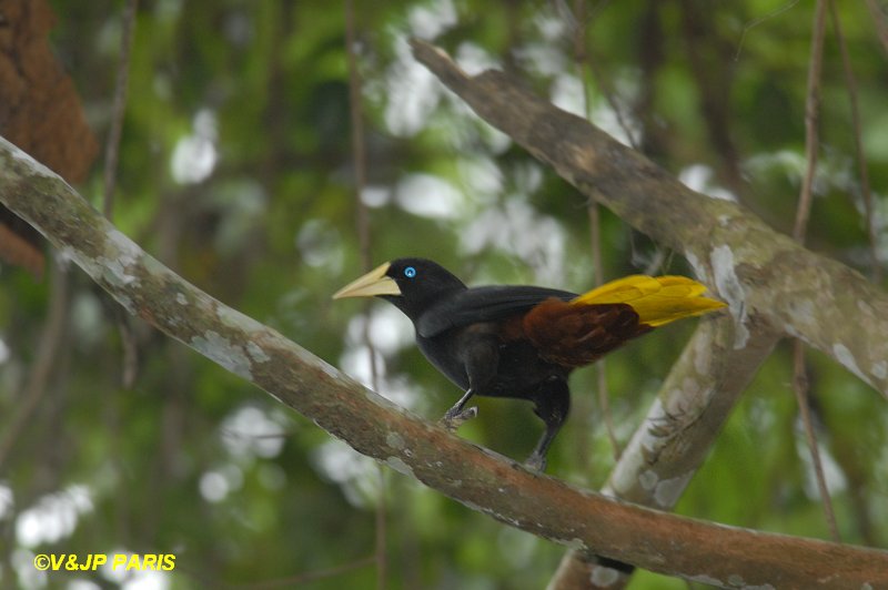 Psarocolius decumanus