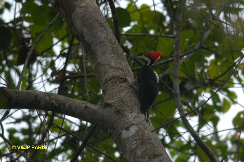 Campephilus melanoleucos