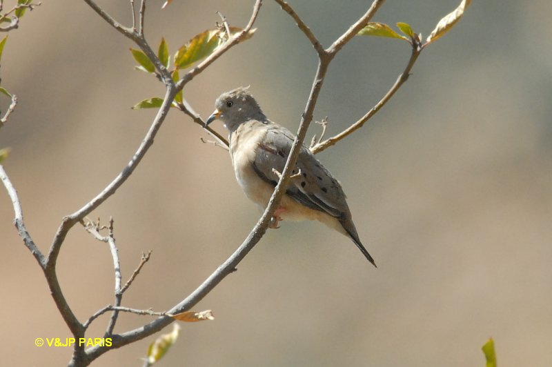 Columbina cruziana