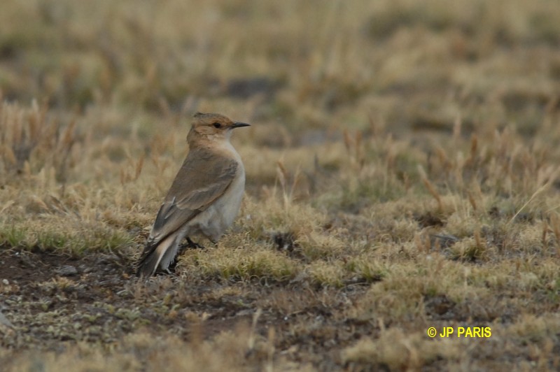 Geositta saxicolina