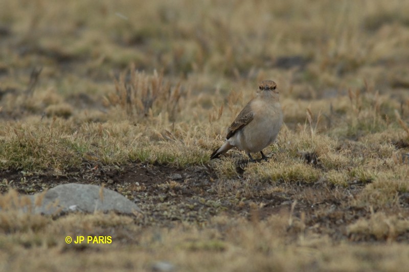 Geositta saxicolina