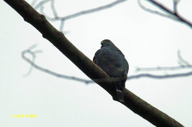 Double-toothed Kite