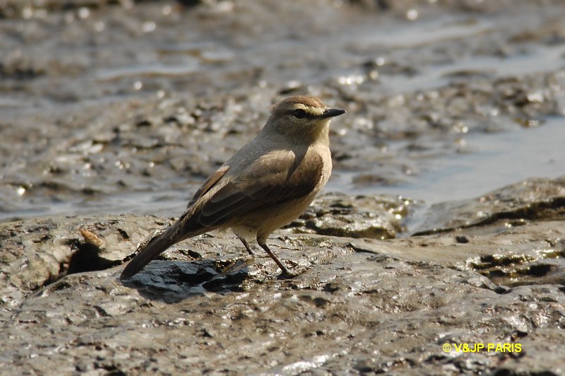 Ochthornis littoralis