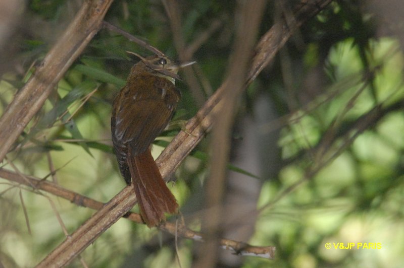 Anabazenops dorsalis