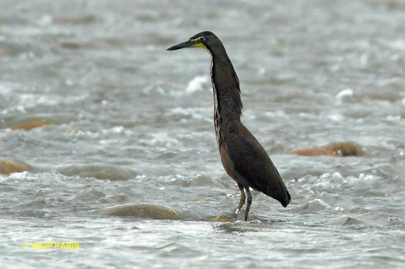 Tigrisoma fasciatum