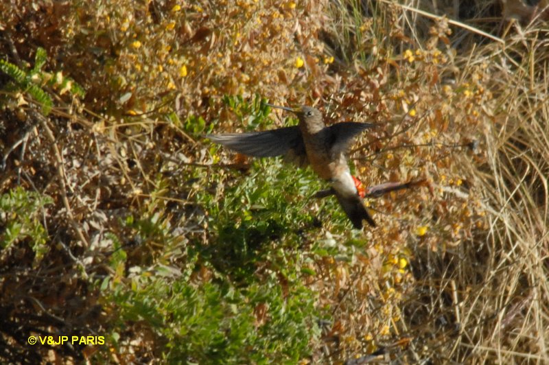 Patagona gigas