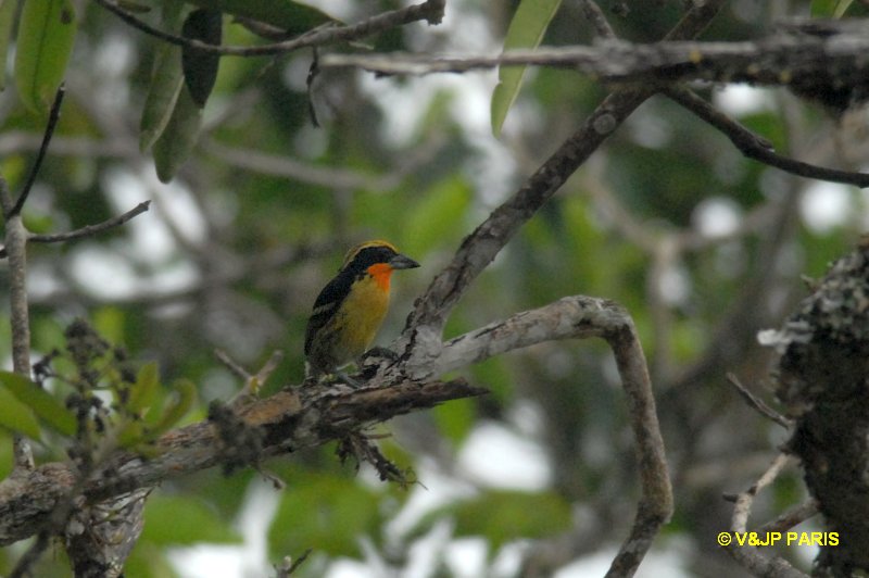 Capito auratus