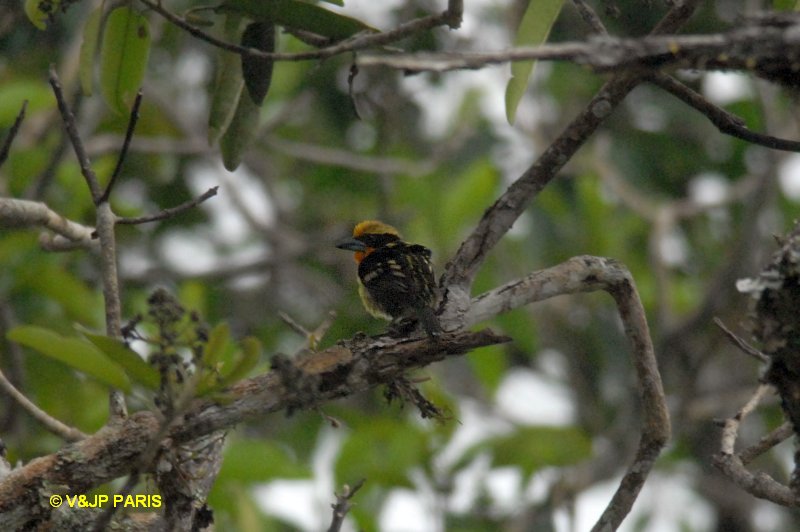 Capito auratus