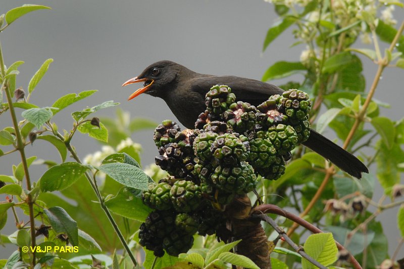 Turdus serranus