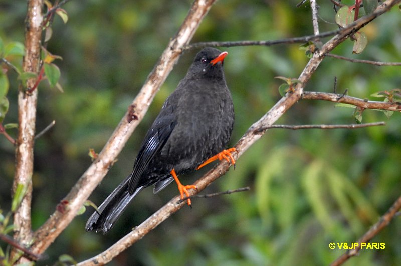 Turdus serranus