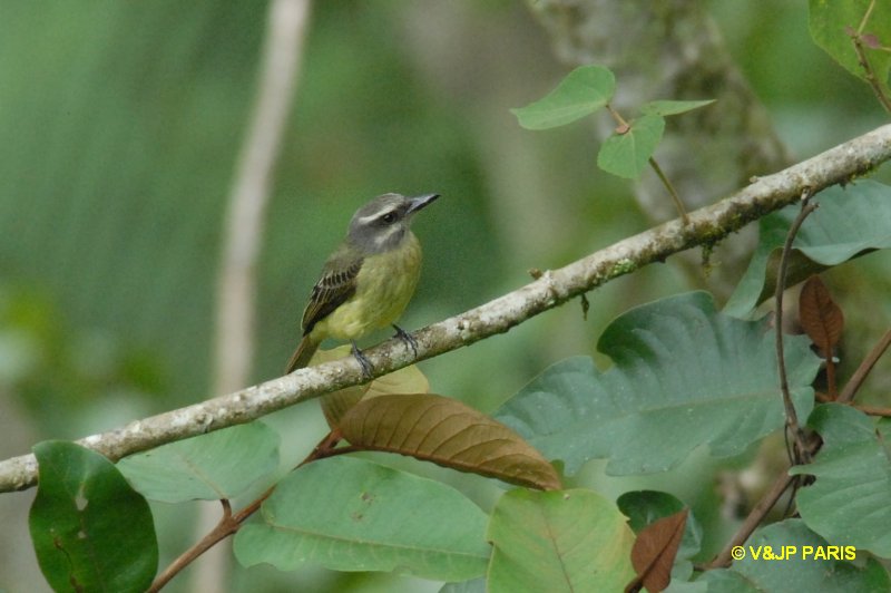 Myiodynastes chrysocephalus