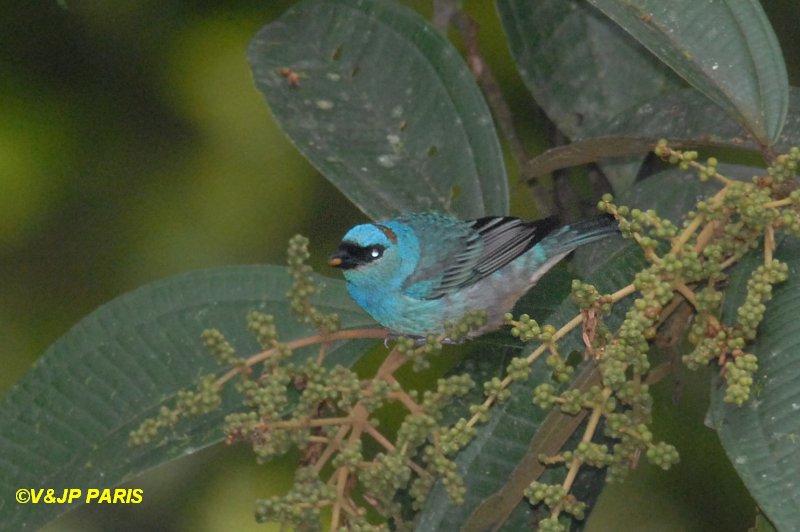 Tangara ruficervix