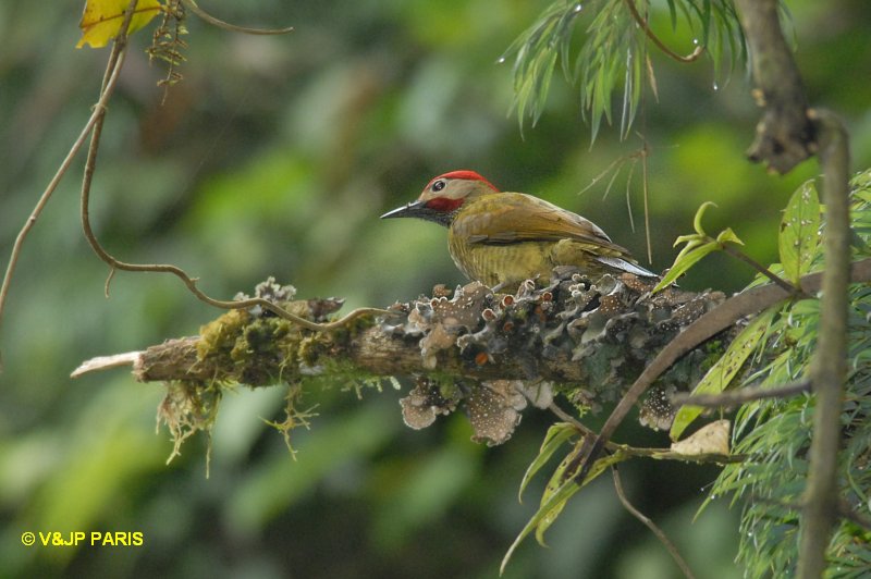 Colaptes rubiginosus