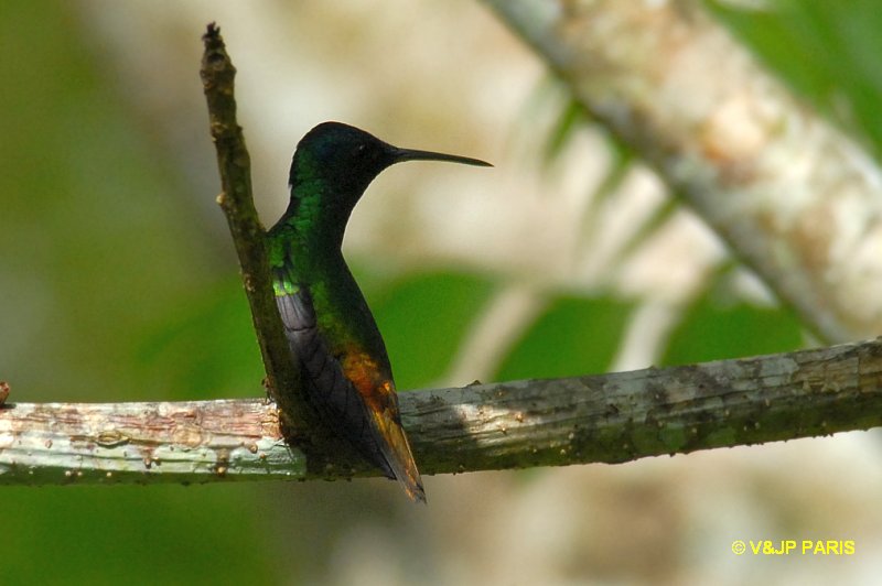 Chrysuronia oenone