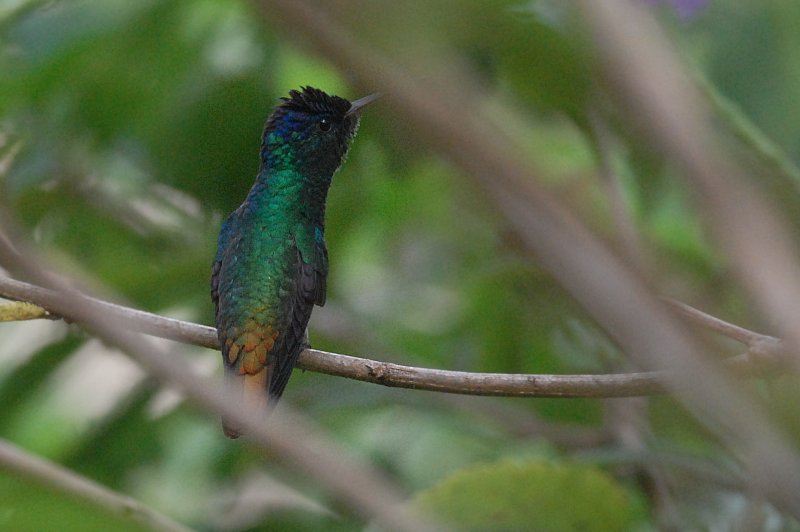 Chrysuronia oenone