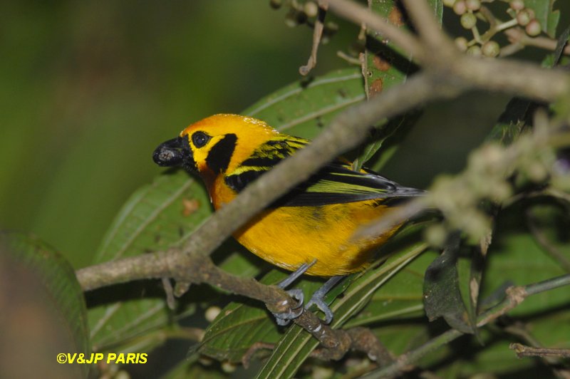 Tangara arthus