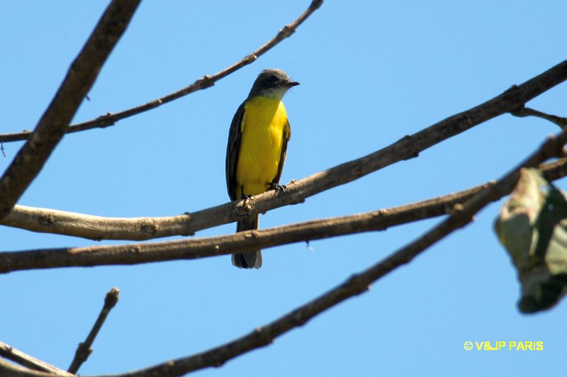 Tolmomyias poliocephalus