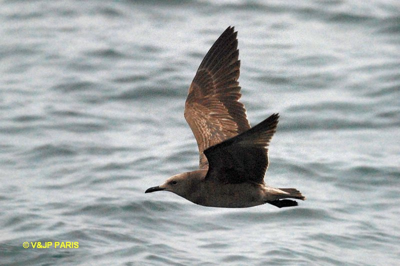 Leucophaeus modestus