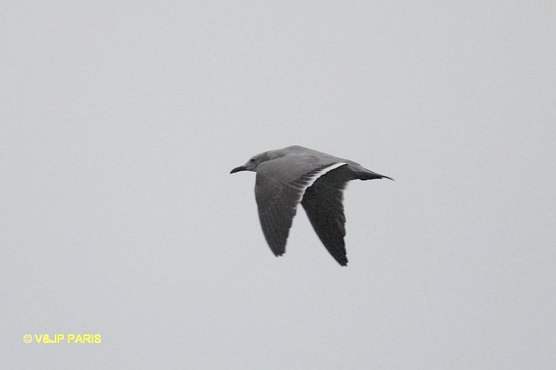 Leucophaeus modestus