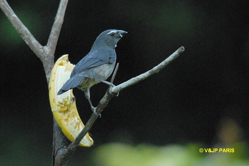 Saltator coerulescens