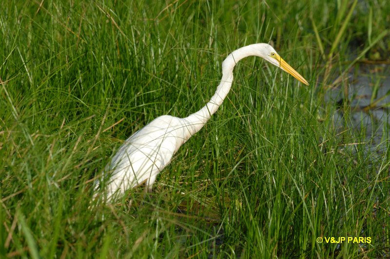 Ardea alba