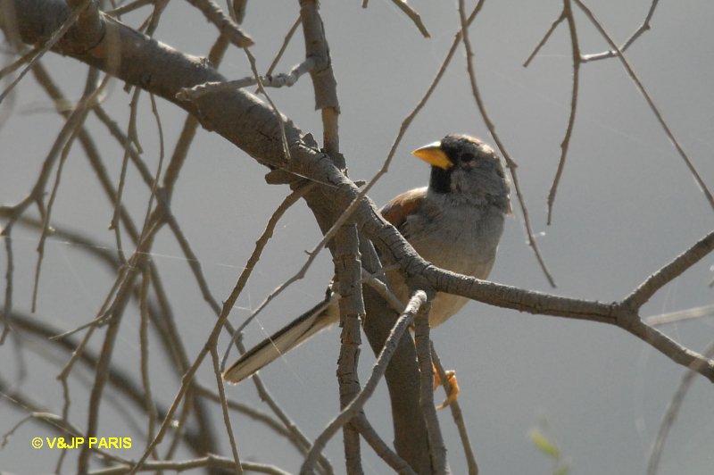 Incaspiza pulchra
