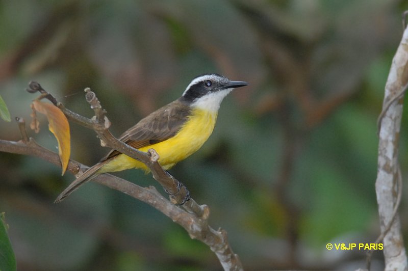 Pitangus sulphuratus