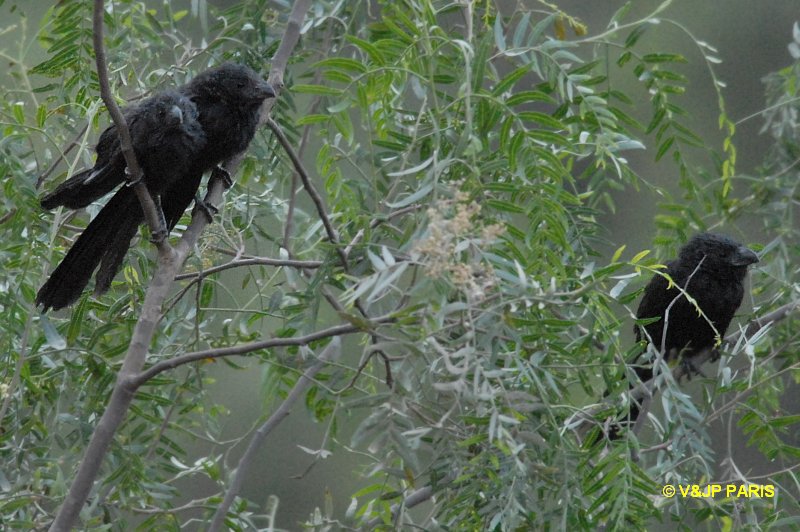 Crotophaga sulcirostris