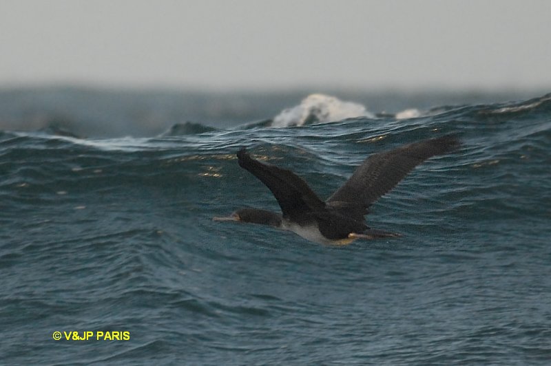 Phalacrocorax bougainvillii