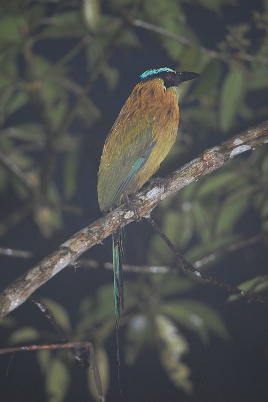 Momotus aequatorialis