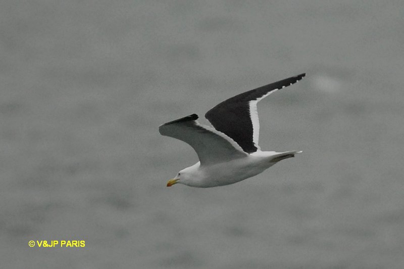 Larus dominicanus