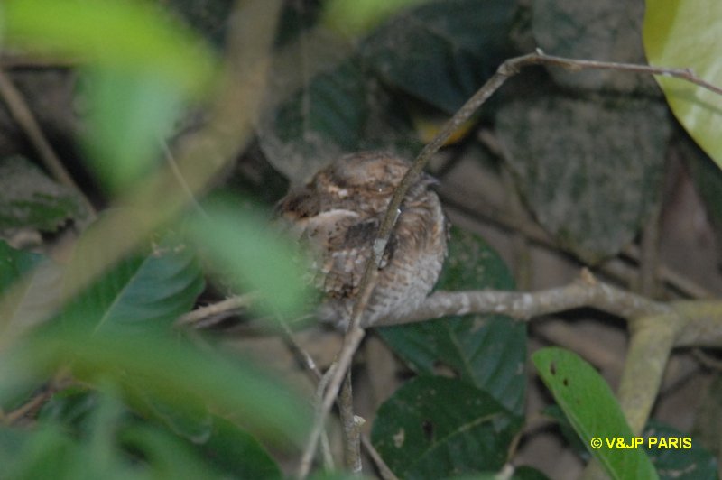 Hydropsalis climacocerca