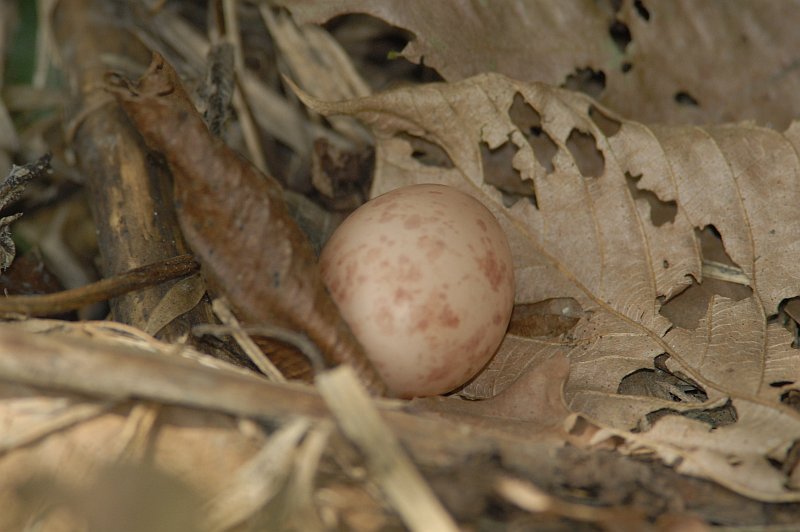 Hydropsalis climacocerca