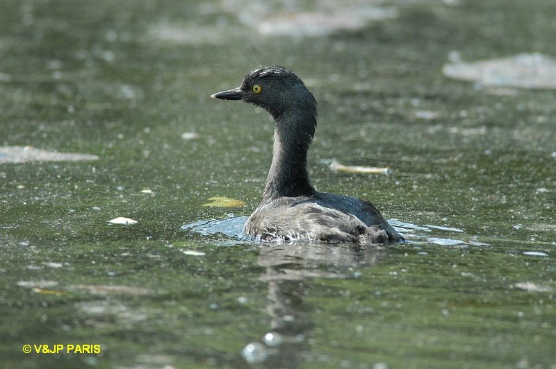 Tachybaptus dominicus