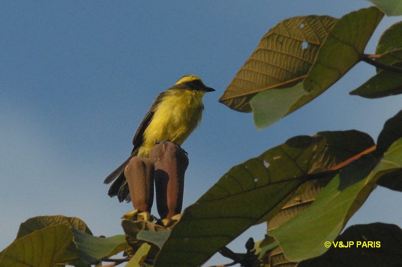 Conopias cinchoneti