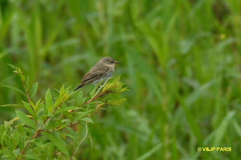 Muscisaxicola fluviatilis