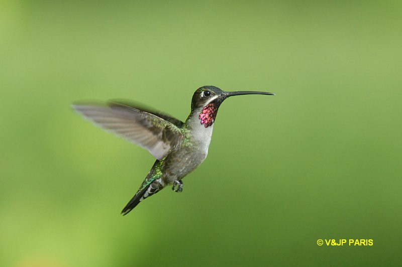 Heliomaster longirostris