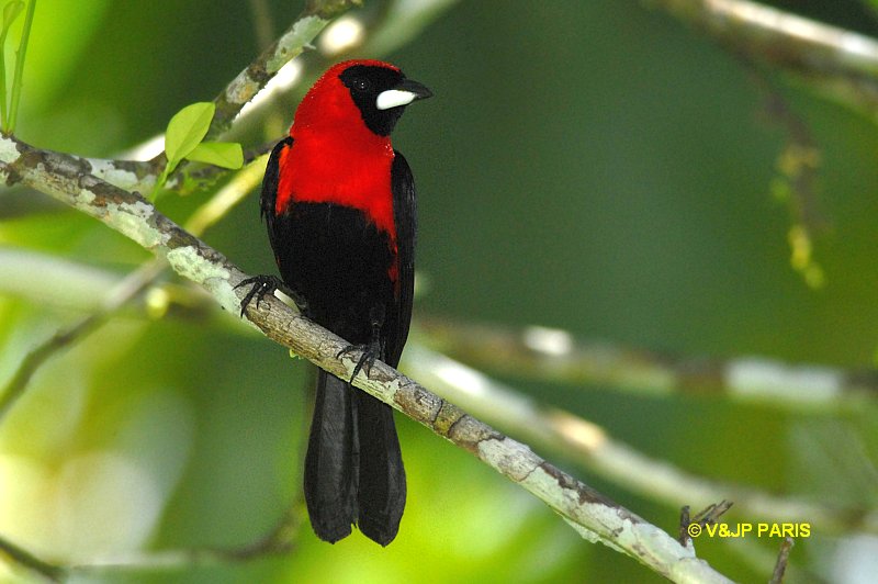 Ramphocelus nigrogularis