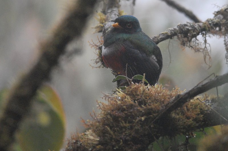 Trogon personatus
