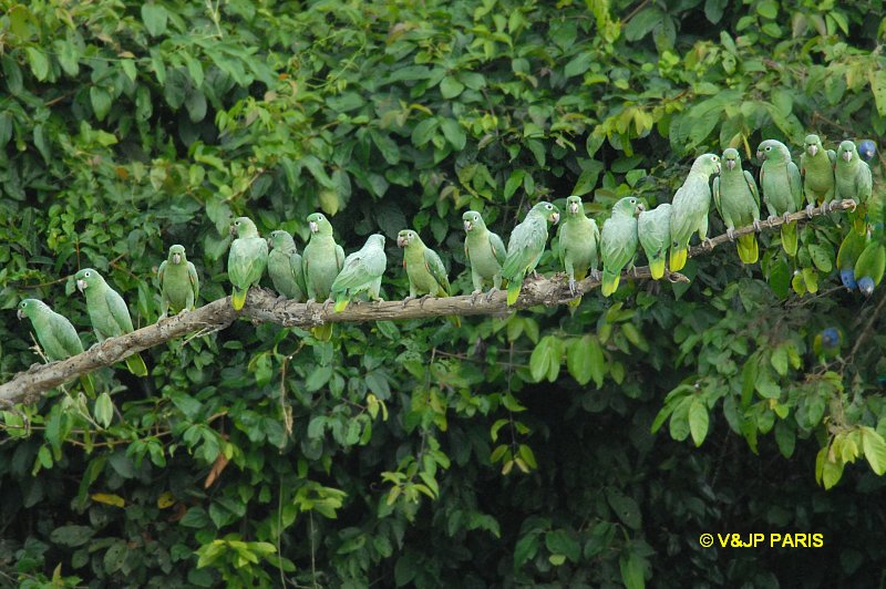 Amazona farinosa